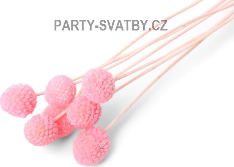 Craspedia růžová