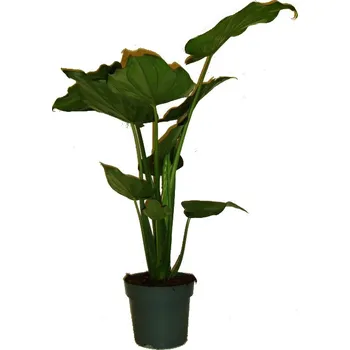 Sazenice Alokázie - Alocasia Zebrina - obrovská