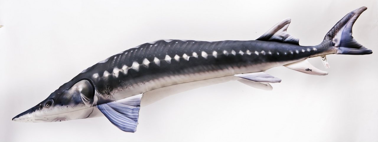 POLŠTÁŘ-RYBA GABY -MONSTER RYBA GABY: JESETER-200cm