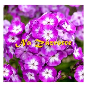 Sazenice Plamenka latnatá ´Laura´ (Phlox paniculata ´Laura´)