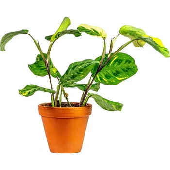Gardners Marantha leuconeura Kerchoveana variegata, průměr 12 cm Maranta, modlivka