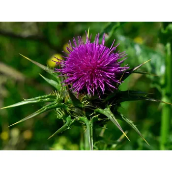 Sazenice Ostropestřec mariánský