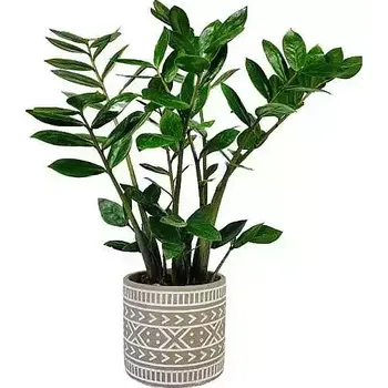 Sazenice Zamioculcas v květináči