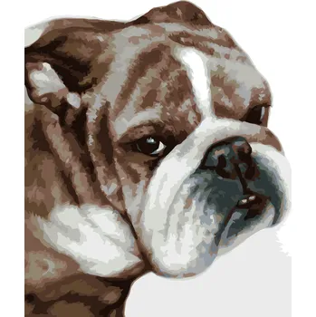 ZUTY Malování podle čísel - BULLDOG (MYROSLAVA VOLOSCHUK) Rozměr: 40x50 cm, Rámování: bez rámu a bez vypnutí plátna