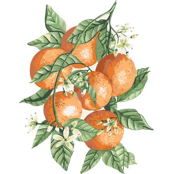 ZUTY Malování podle čísel - POMERANČE NA VĚTVI (ALEXANDRIA GILBERT) Rozměr: 40x50 cm, Rámování: bez rámu a bez vypnutí plátna