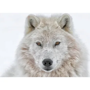 Plakát Plakát, Obraz - Portrait of arctic wolf, Daniel Parent