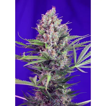 Semeno Sweet Seeds Cream Mandarine F1 Fast Version Balení: 3+1ks