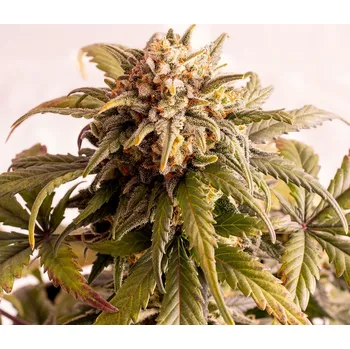 Semeno Kannabia Speedy Boom Auto Balení: 10ks