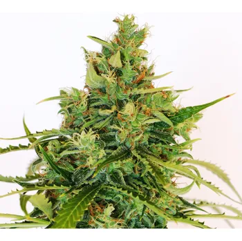 Semeno Kannabia Amnesi-K Lemon Balení: 5ks