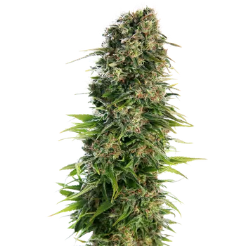 Semeno Sensi Seeds Hindu Kush Auto Balení: 3ks