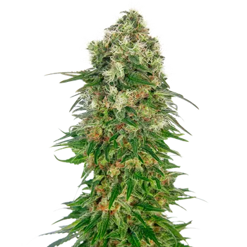 Semeno Sensi Seeds Shiva Skunk Auto Balení: 3ks