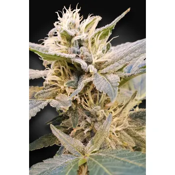 Semeno Paradise Seeds Delight CBD Balení: 5ks
