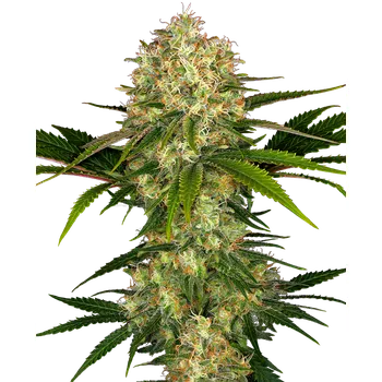 Semeno Sensi Seeds Afghani 1 Balení: 3ks
