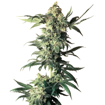 Semeno Sensi Seeds Northern Lights Balení: 5ks