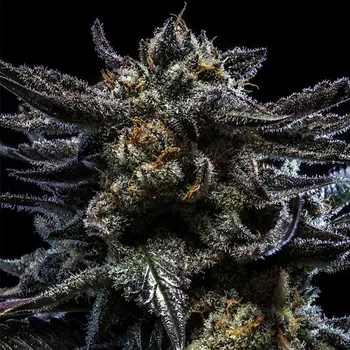 Semeno Ripper Seeds Zombie Kush Balení: 1ks