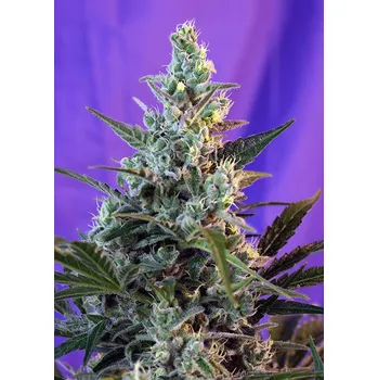 Semeno Sweet Seeds Sweet Skunk F1 Fast Version Balení: 10+4ks