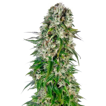 Semeno Sensi Seeds Big Bud Auto Balení: 5ks