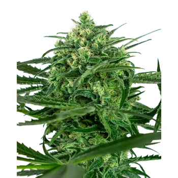 Semeno Sensi Seeds Sensi Amnesia Balení: 3ks
