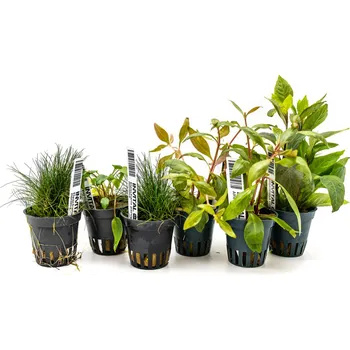 Akvaristika Kolekce rostlin pro akvárium do 50 litrů 6 rostlin