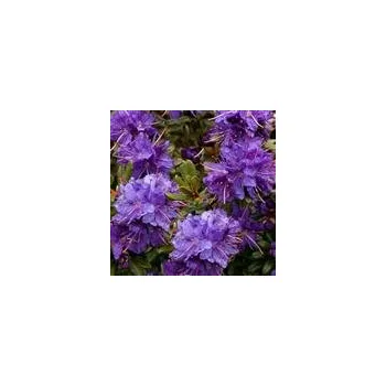 Sazenice Rhododendron impeditum Azurika 20/25 cm