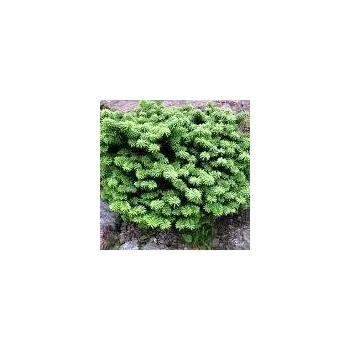 Sazenice Abies balsamea Nana 30/40 cm