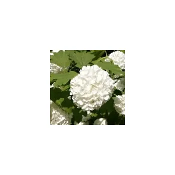 Sazenice Viburnum opulus Roseum 20/30 cm