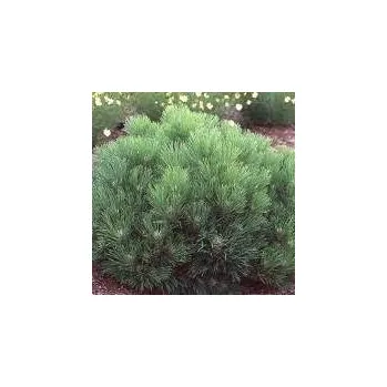 Sazenice Horák Dušan Pinus nigra Black Prince 30/40 cm