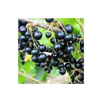 Sazenice Ribes nigrum Titania 20/30 cm keř