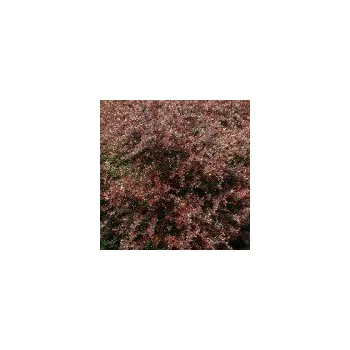 Sazenice Berberis thunbergii Red Chief 10/15 cm