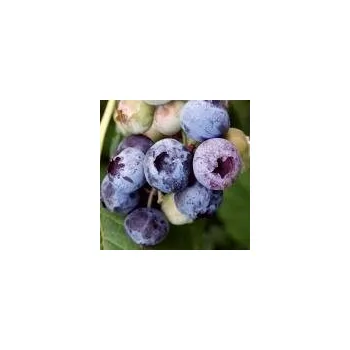 Sazenice Vaccinium corymbosum Patriot 20/30 cm