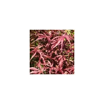 Sazenice Acer palmatum Pevé Dave 30/40 cm