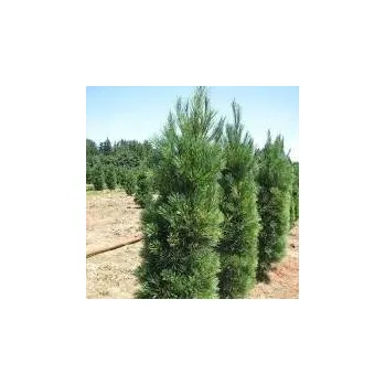 Sazenice Pinus strobus Stowe Pillar 30/40 cm
