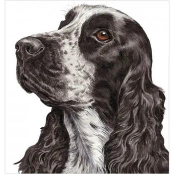 WaggyDogz Přání 01067 - 16x16cm - Cocker Spaniel