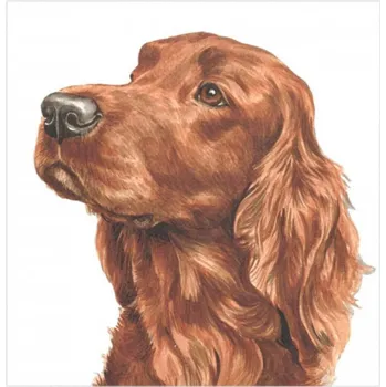 WaggyDogz Přání 01040 - 16x16cm - Irish Setter