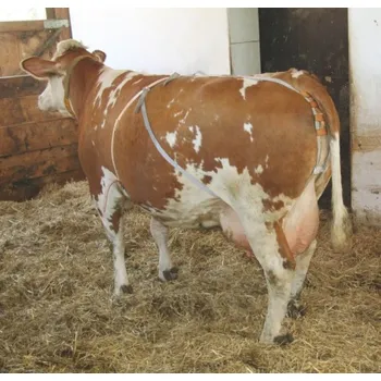 Bandáž nylonová pro dojnice