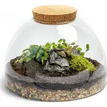 Gardners Skleněná dóza Aurinia s korkovým špuntem, 31x20 cm - osázené vlhkomilně