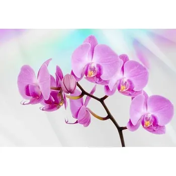 Fototapeta Vliesové fototapety orchidej IMPOL TRADE 116VE