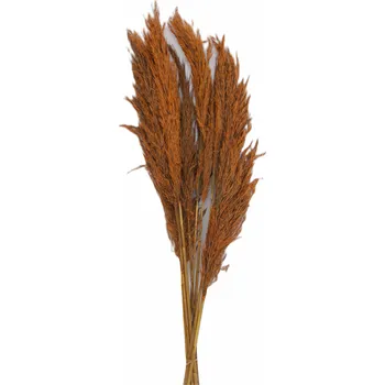 Sušená tráva Pampas grass, 10 ks, 85 - 100 cm, oranžová