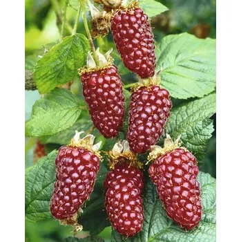 Malinoostružina beztrnná BIO FloraSelf Bio 'Buckingham Tayberry' výška 40 cm květináč 2 l