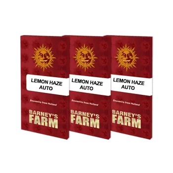 Semeno Lemon Haze AUTO – samonakvétací semena | Barneys Farm Feminized (Ks): 1
