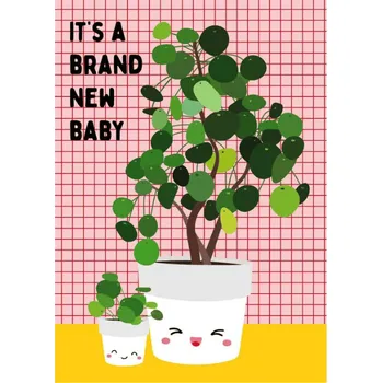 Blahopřání Baby Pilea peperomioides, 1 ks