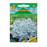 Nohel Garden Starček přímořský stříbrný…