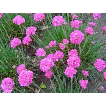 Trávnička (Armeria maritima Morning Star)