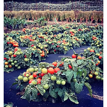 Semeno Red Robin - 20