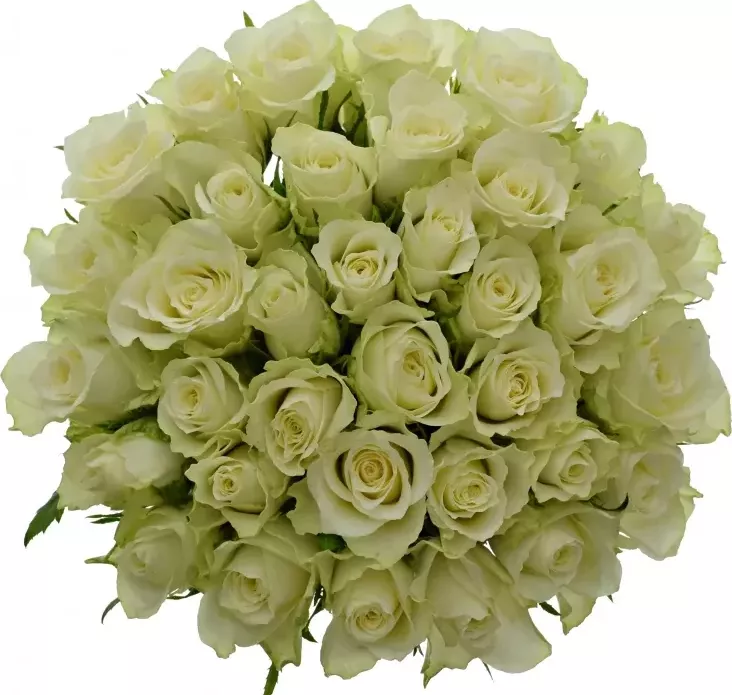 Kytice 35 bílých růží ATHENA 50cm