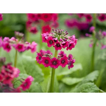 Primula japonica
