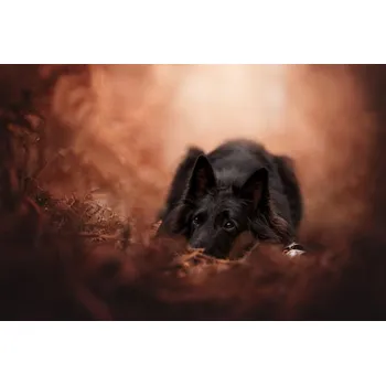 Plakát Plakát, Obraz - Lestat, Ve Shandor