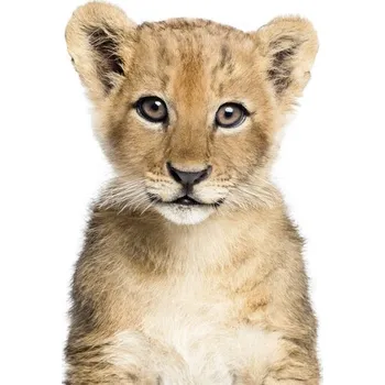 Plakát Plakát, Obraz - Lion 1, Sisi & Seb