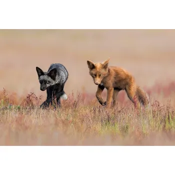 Plakát Plakát, Obraz - Brothers, Jun Zuo