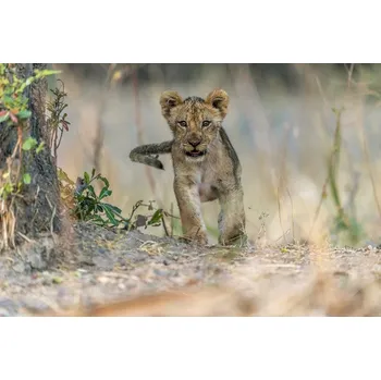 Plakát Plakát, Obraz - Cub - South Luangwa, Giuseppe DAmico